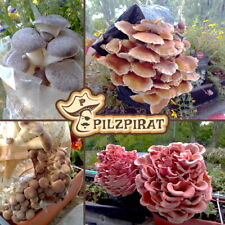 Flümy, Pilze züchten,Flüssigmyzel,liquid culture,Pilzkultur,Austernseitling