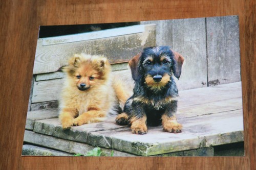 Hunde postkarte von poster xxl - postkarte,