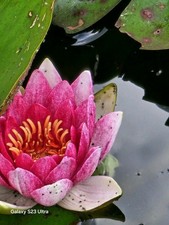 Seerose Nympaea winterhart pink rosa sehr groß