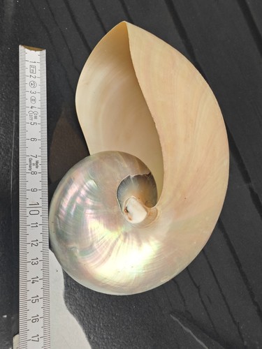 Nautilus pompilius - nautilus,