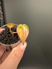 Philodendron True Pink Micans