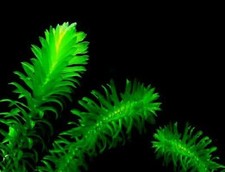 Wasserpest winterharte