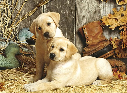Puzzle labrador welpen - puzzle, 1500