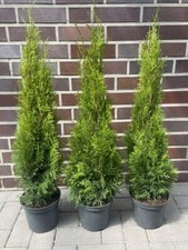 1st Thuja Smaragd Größen von