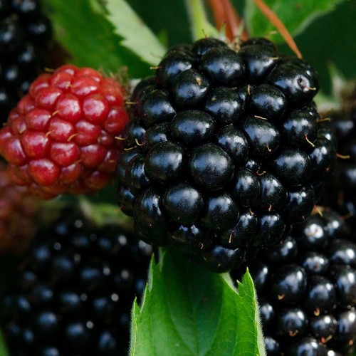 Brombeere lubera navaho - brombeere,