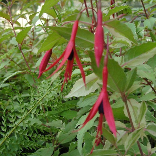 Fuchsie tricolor fuchsia - tricolor,