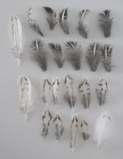 Federn Japanische Legewachteln