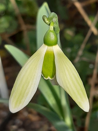Galanthus elw margaret - galanthus, ‘margaret