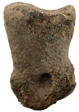 Pleistozän  Equus caballus