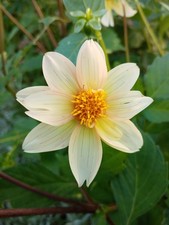 **Weihnachtsgeschenk - Dahlien creme – 20 Blumensamen ”handverlesen**