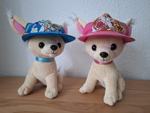 Süße chihuahua hunde - chihuahua, mit