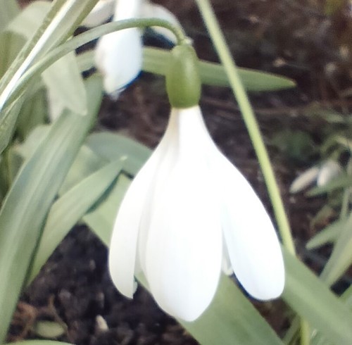 Galanthus wolkensterne - galanthus, "