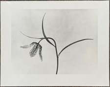 Karl Blossfeldt, Chess Flower