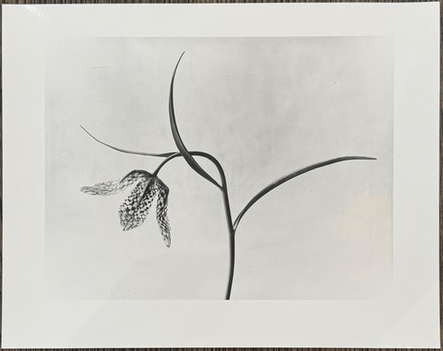 Karl blossfeldt schachblume - karl,