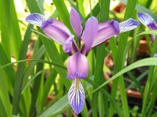 Gras-Schwertlilie im Container