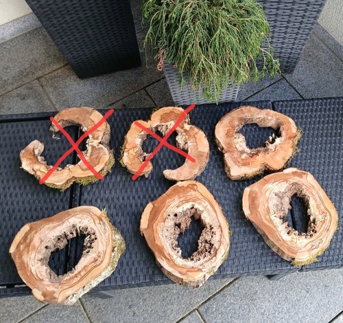 Kernfaule gestockte hohle - kernfaule,