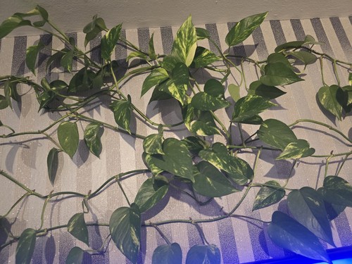 Ableger efeutute - 3x,