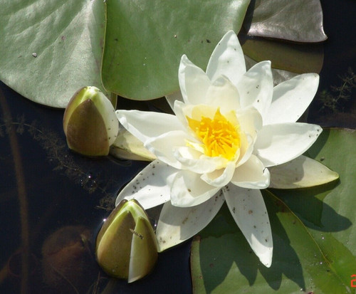 Nymphaea gladstoniana größte - gladstoniana,