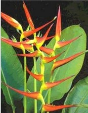 Heliconia latispatha