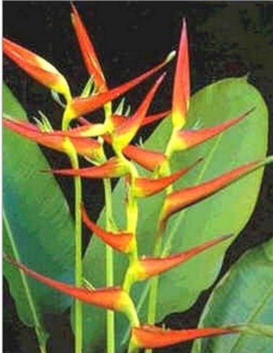 Heliconia latispatha