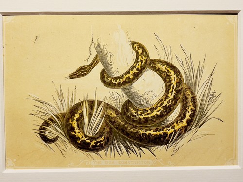 Schlange python antiquarisch - schlange,