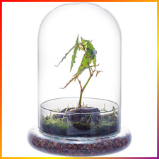 Glaskuppel 15x21cm mit