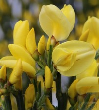 Elfenbein ginster allgold - ginster,