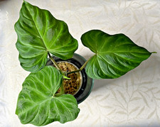 Philodendron verrucosum Costa