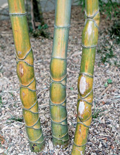 SAMEN schöner Bambus wird