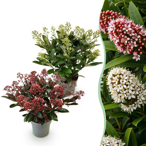 Skimmia japonica finchy - ,