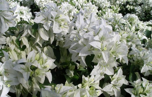 Bougainvillea-Welt