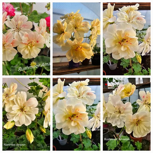 Pelargonie zonartic hybride - pelargonie,