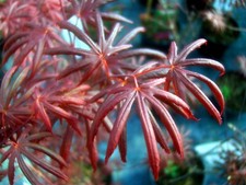 Acer palmatum Trompenburg