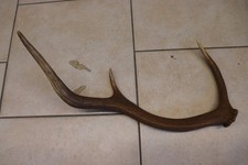 Abwurfstange Geweihstange