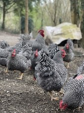 Bruteier Amrocks Gesperbert