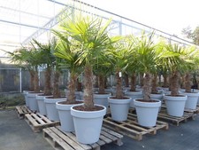 XXL Palme winterhart inkl. Pflanzkübel, 190 cm Trachycarpus fortunei, Hanfpalme