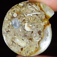 Natürlich Fossil Schnecke