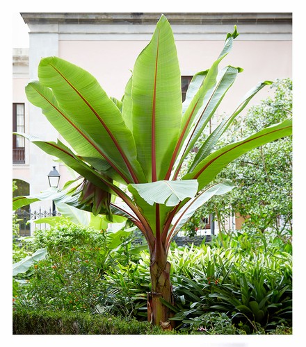 Winterharte bananen pflanze - bananen,