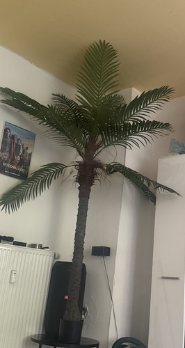 Große palme zimmerpflanze - große,