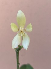 Original phal phalaenopsis - original,