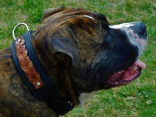 Halsband Leder Robin Schwarz