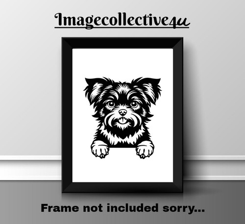 Affenpinscher haustier hund - haustier,