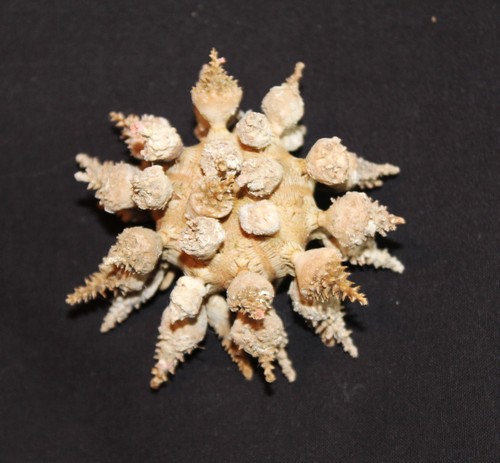 Unglaubliche tropische seeigel - unglaubliche,