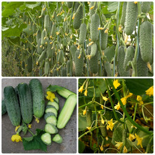 Gurkensamen Aristokrat F1  Gurken Samen Saatgut Семена огурцов Аристократ F1