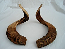 Mufflon Widder Muffel Hörner Merino Schläuche Krampus Schaf Maskenbau71-66 Cm M2