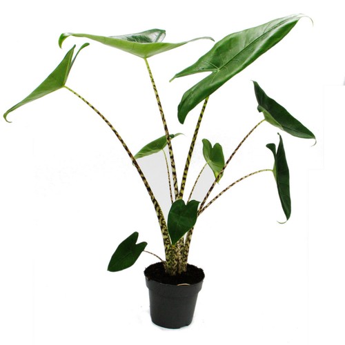 Exotenherz alocasia zebrina - exotenherz,