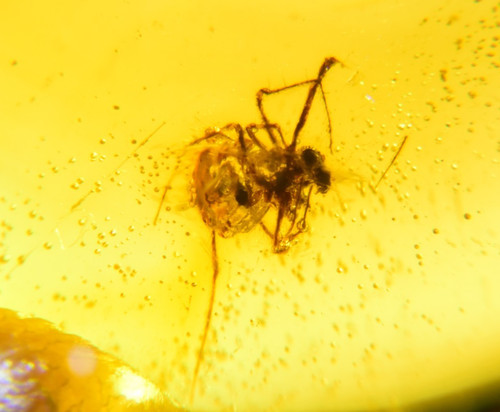 Große spinne - große, in