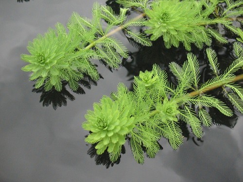 Papageienfeder myriophyllum - /,