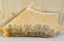 Mangandendriten Solnhofen