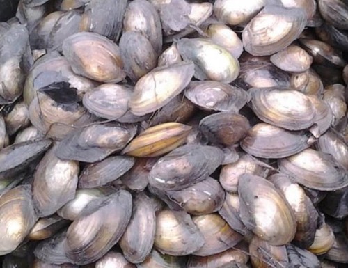 Stück teichmuscheln - stück,